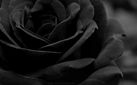 Black Rose Wallpapers Wallpaper Cave