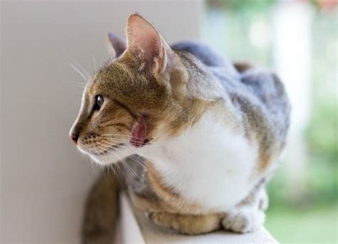 Bacterial Infection Pyoderma Of The Skin In Cats Petmd