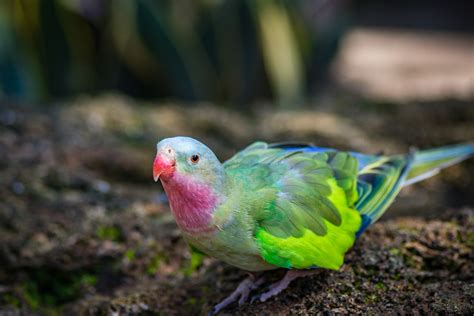 Princess Parrot Aviculture Hub