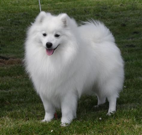 Japanese Spitz Info Size Temperament Lifespan And Pictures