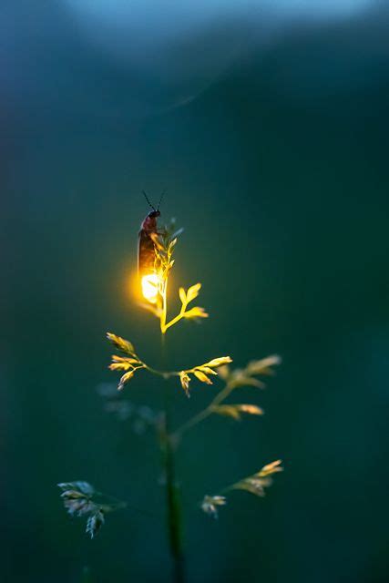 Irefly Reaching And Illuminating The Top Of The Grass Firefly