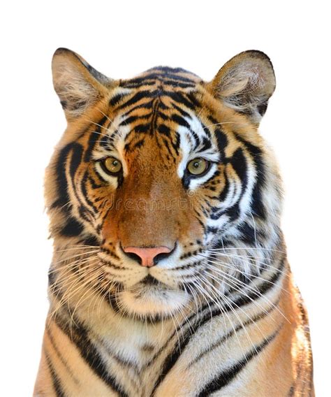 Tiger Head Isolated Stock Photo Image Of Portrait Strength 36019408