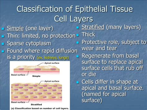 Ppt Tissues Introduction Epithelial Tissue