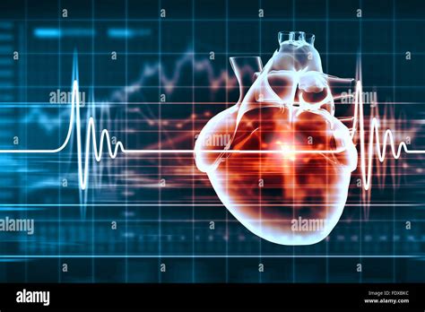 Virtual Image Of Human Heart With Cardiogram Stock Photo Alamy