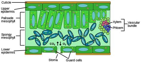 Leaf Cell Definition And Types Biology Dictionary