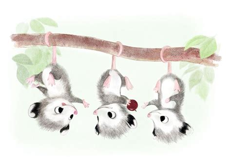Syds Illustrations Baby Possums Art And Illustration Cute Animal