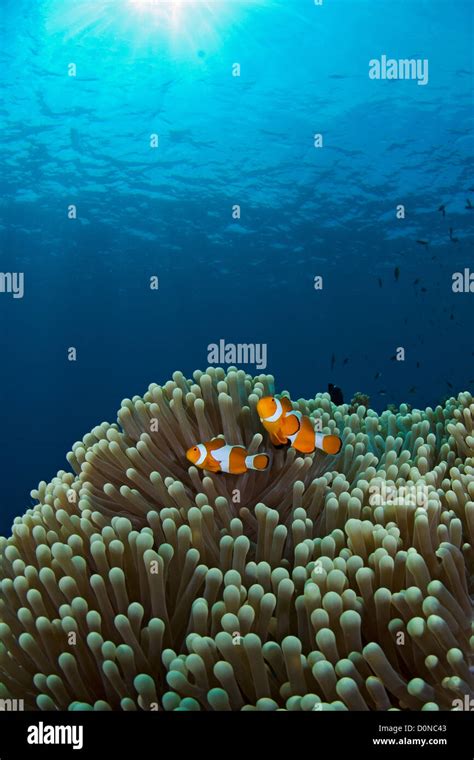 False Percula Clownfish And Anemone Stock Photo Alamy
