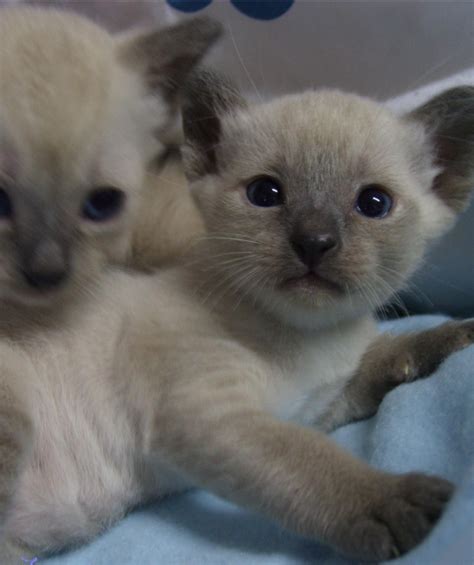 Newborn Siamese Kittens Picturepng 1 Comment Hi Res 720p Hd