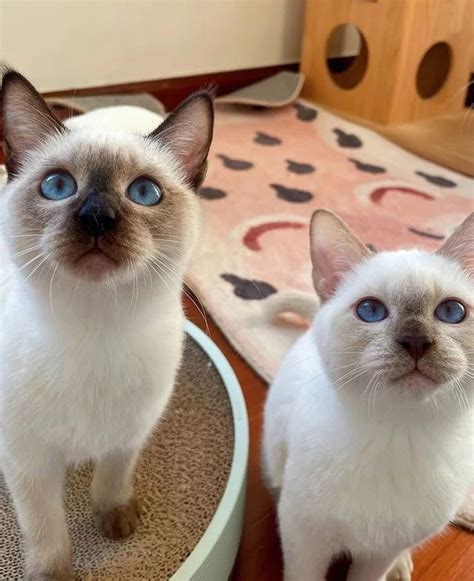 Wedgehead Siamese Please I See Your Applefaces And Theyre Adorable