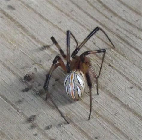 Dogs and cats bitten by black widow spiders may show clinical signs of severe muscle pain, cramping, walking drunk, tremors, paralysis, blood pressure changes, drooling, vomiting, diarrhea. Spiders in Colorado