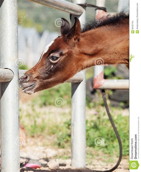 Portrait Of Beautiful Inquisitive Arabian Foal Israel Stock Image
