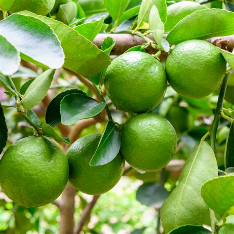 Dwarf Bearsspersian Lime Tree For Sale Online