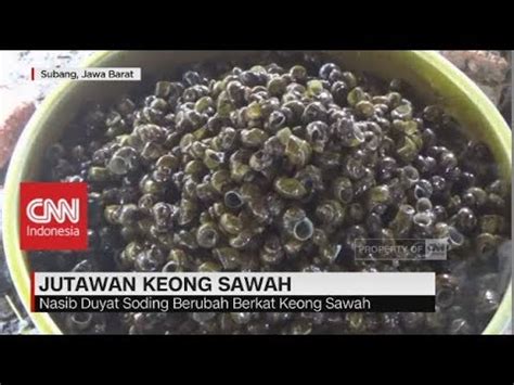 Berkat Keong Sawah, Tukang Becak Jadi Jutawan! - YouTube