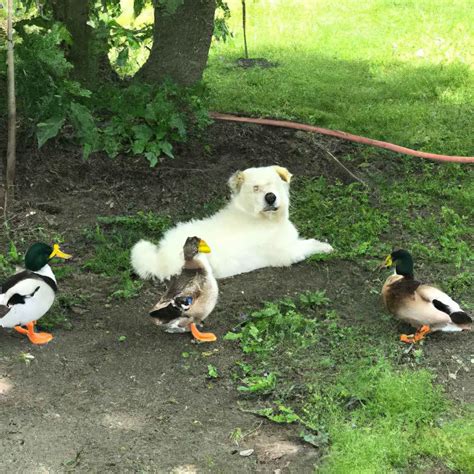 Do Ducks And Dogs Get Along