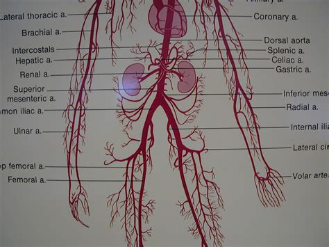 Quickly memorize the terms, phrases and much more. Printiable Mape Of Arteries And Viens / Freecanaryislands.com | Abdominal aorta, Arteries, Human ...