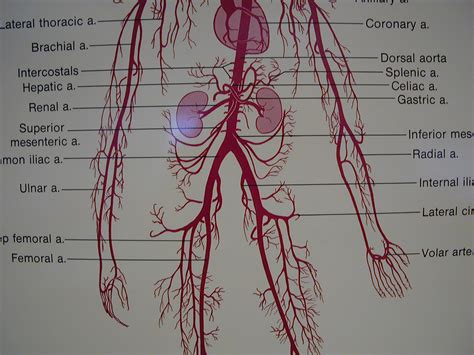 Check spelling or type a new query. Printiable Mape Of Arteries And Viens / Freecanaryislands ...