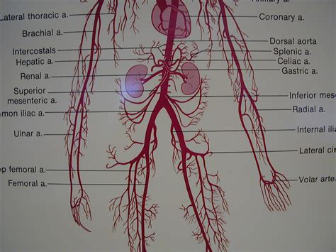 Vintage maps antique maps antique prints printable maps free printable printables foto transfer old maps historical maps. Printiable Mape Of Arteries And Viens / Freecanaryislands.com | Abdominal aorta, Arteries, Human ...