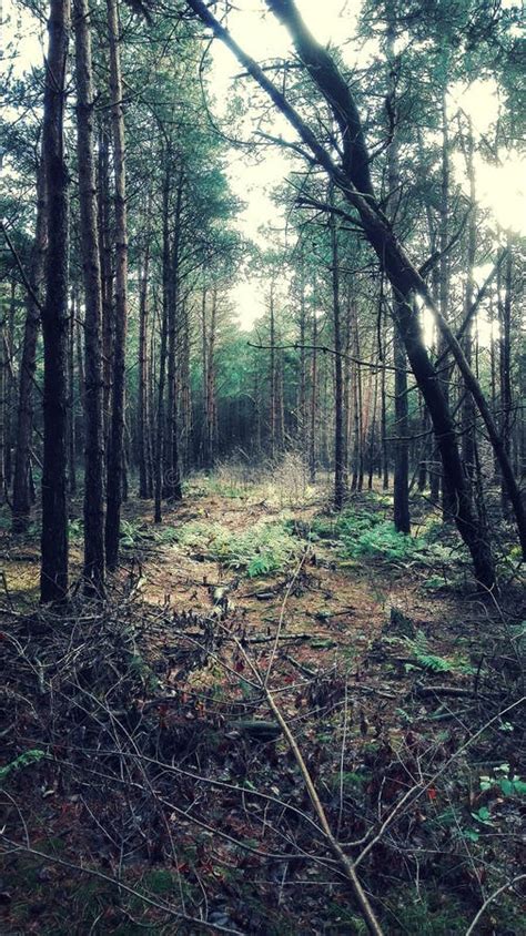 Forest Clearing Stock Image Image Of Mistery Sunshine 62963611