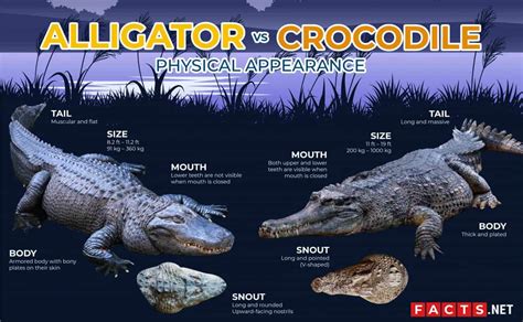 Alligator VS Crocodile What S The Difference Facts Net
