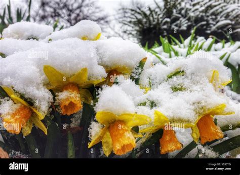 Snow Covered Flowers In April In Ohio Stock Photo Alamy
