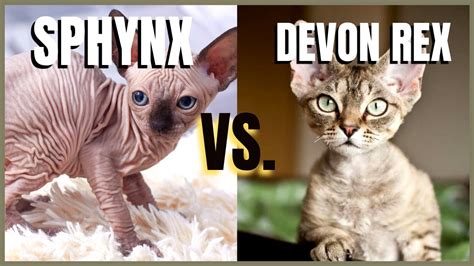 Sphynx Cat Vs Devon Rex Cat Youtube