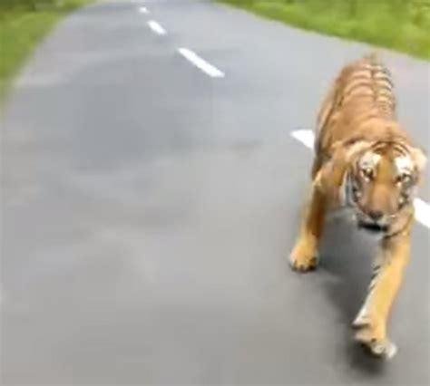 Video Of Tiger Chasing Bike Riders Goes Viral On Internet Twitter