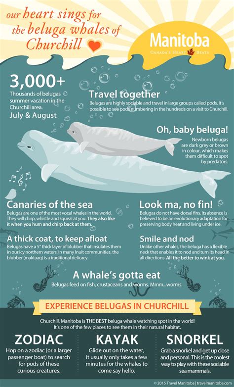 Beluga Facts Infographic By Kirsten Neil From The Article Creating