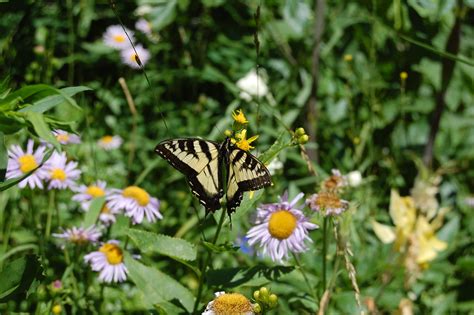 Papilio Eurymedon Pale Swallowtail Glacier National Park Flickr
