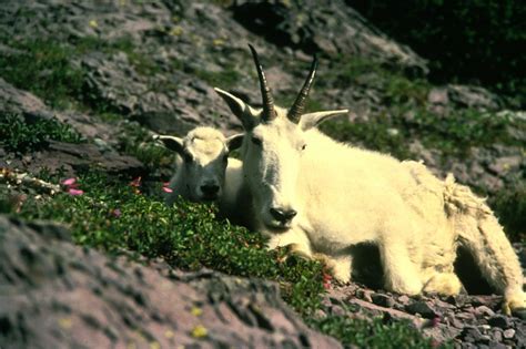 Mountain Goat Simple English Wikipedia The Free