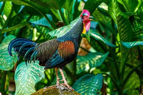 Suara pikat ayam hutan mp3 ll suara ayam hutan betina ll suara pikat terbukti ampuh mp3 duration 2:09:45 size 296.97 mb / karo suara burung 2. Ayam Hutan, Nenek Moyang Ayam Kampung yang Mempesona
