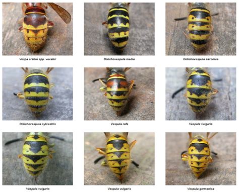 Wasp Queen Wasp Identification