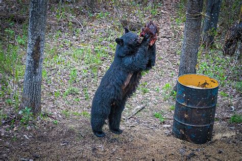 The Ethical Implications Of Baiting In Bear Hunting Ursusinternational