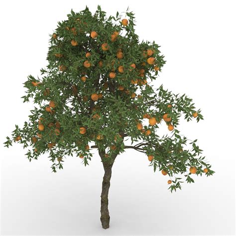 Orange Tree Citrus Sinensis 3d Model 6 Max Fbx Obj Free3d