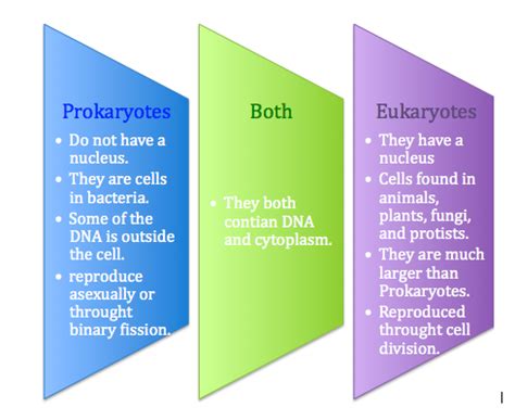 How can you tell if a cell is prokaryotic or eukaryotic. Biology Prep - 8th Grade Science