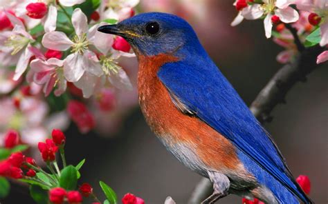 Birds Bluebirds Wallpapers Hd Desktop And Mobile Backgrounds
