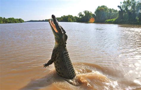 See The Saltwater Crocodiles Of Darwin