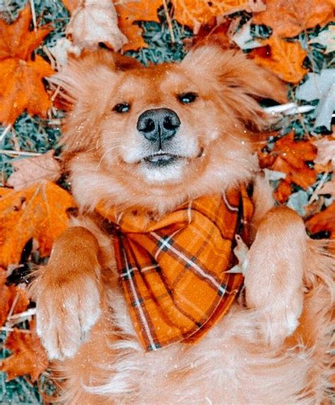 Fall Aesthetic Fall Dog Dog Photoshoot Cute Fall Wallpaper