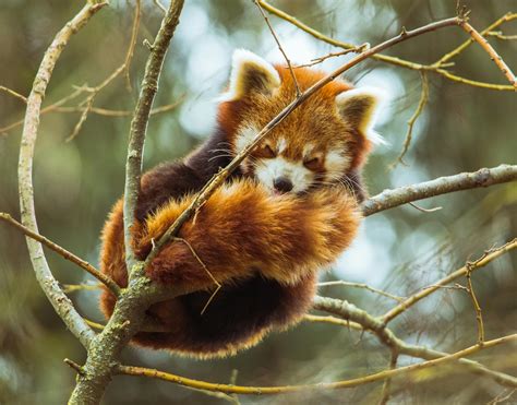 Photo Of Red Panda Sleeping On Tree Branch · Free Stock Photo