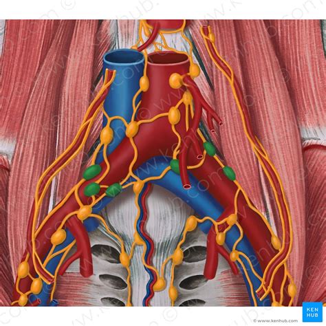 There are many organs that sit in the pelvis, including much of the urinary system, and lots of the male or female reproductive systems. Pelvic veins, lymphatics and nerves: Anatomy and drainage ...