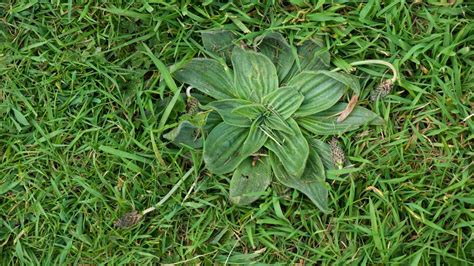 How To Treat Common Lawn Weeds Bunnings New Zealand