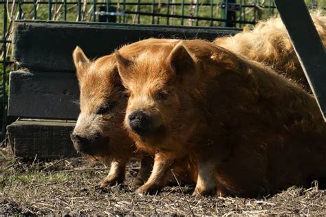 Kunekune Pigs Are They Right For Your Homestead