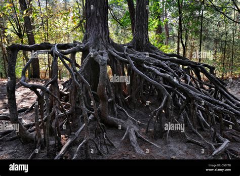 Exposed Roots Of Pine Trees Due To Soil Erosion In Forest At