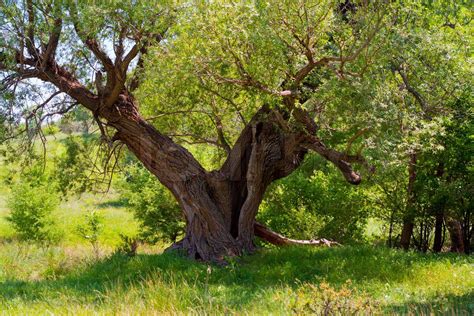 A Beautiful Old Tree Stock Image Colourbox