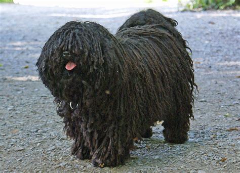 Puli Dog Info History Temperament Training Puppy Pictures