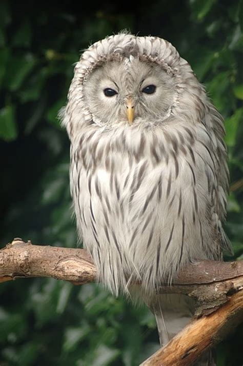 60 Cute Owl Pictures Some Interesting Pictures For You To Enjoy