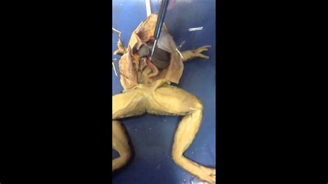 Frog Dissect Youtube