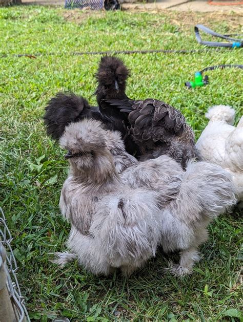 Silkie Hatching Eggs Showgirl Frizzle Naked Neck Satin Paint Ebay