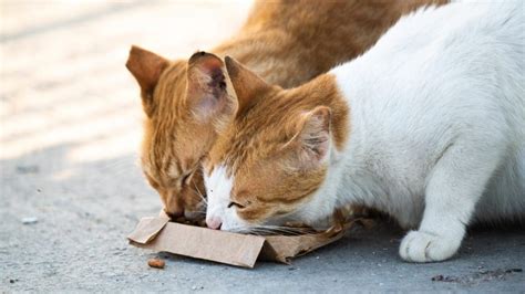 Feral Cats How To Help And Resources For Community Cats