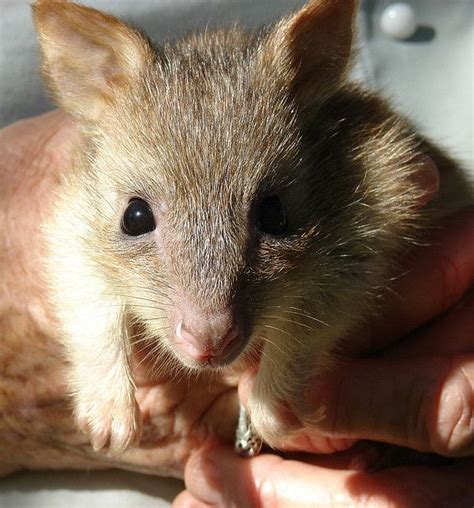 Kangaroo Rat Baby Worlds Apart Pinterest
