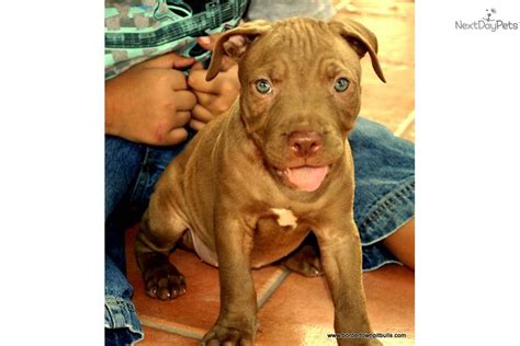Meet Female D A Cute American Pit Bull Terrier Puppy For Sale For 800